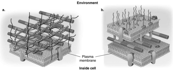 Figure 4.3    -In Figure 4.3, which diagram of a cell wall is resistant to many antibiotics (e.g., penicillin) ? A)  a B)  b C)  both a and b D)  neither a nor b E)  The answer cannot be determined based on the information provided.