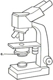 Figure 3.1   In Figure 3.1, line ʺcʺ points to the microscopeʹs A)  illuminator. B)  ocular lens. C)  objective lens. D)  condenser.