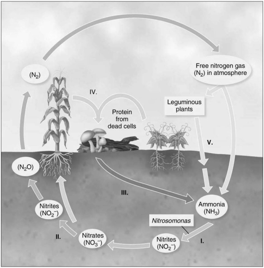 Figure 27.1    -Nitrification is beneficial to farmers. It is represented by which step in Figure 27.1? A)  I B)  II C)  III D)  IV E)  V