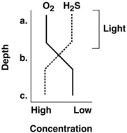 Figure 27.2    -Where are photosynthetic bacteria most likely to be found in Figure 27.2? A)  a B)  b C)  c D)  a and b E)  b and c