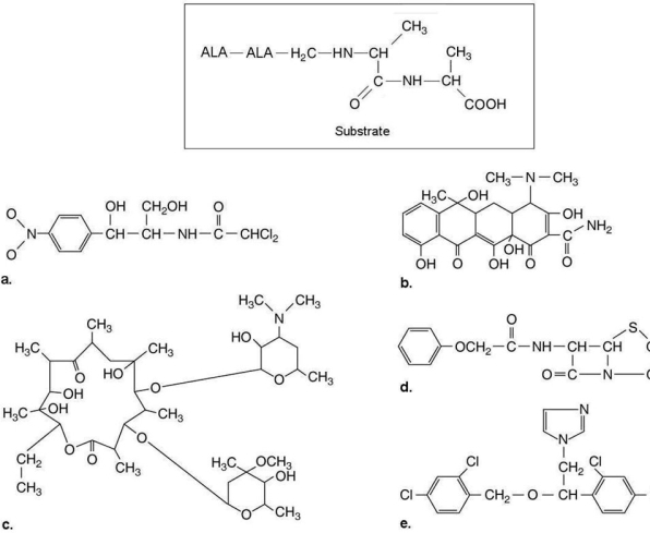 Figure 20.3   The substrate for transpeptidase used to synthesize peptidoglycan is shown in Figure 20.3. Which of the drugs shown would inhibit peptidoglycan synthesis? A)  a B)  b C)  c D)  d E)  e