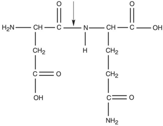 Figure 2.3   What kind of bond is at the arrow in Figure 2.3? A)  ionic bond B)  hydrogen bond C)  double covalent bond D)  peptide bond E)  disulfide bridge