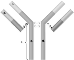 Figure 17.2    -In Figure 17.2, what portion will typically attach to a host cell? A)  a and d B)  b C)  a and c D)  b and c E)  e