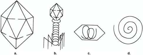 Figure 13.1    -The structures illustrated in Figure 13.1 are composed of A)  DNA or RNA. B)  RNA. C)  viroids. D)  Capsomeres. E)  DNA.