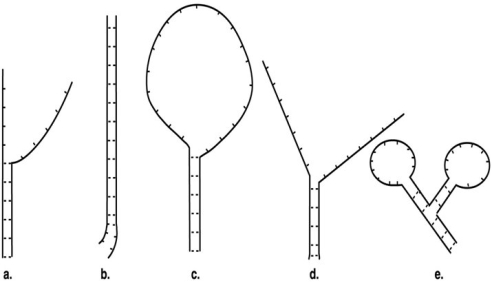 Figure 10.2 A nucleic acid hybridization experiment produced the following results.   In Figure 10.2, which figure shows the most closely related organisms? A)  a B)  b C)  c D)  d E)  e