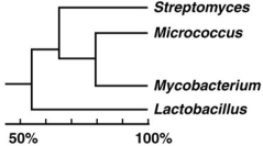 Figure 10.4   In the cladogram shown in Figure 10.4, which two organisms are most closely related? A)  Streptomyces and Mycobacterium B)  Streptomyces and Micrococcus C)  Micrococcus and Mycobacterium D)  Mycobacterium and Lactobacillus E)  Streptomyces and Lactobacillus