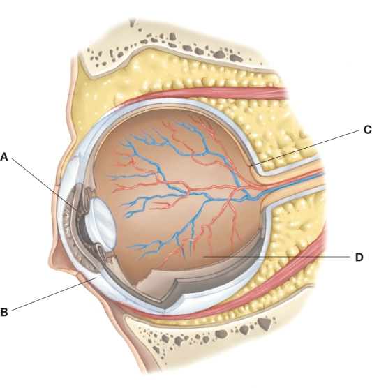 The nurse teaches that glaucoma exists when the amount of aqueous humor produced is more than what is drained. The nurse shows the patient this figure and teaches that this aqueous humor is normally located in the posterior chamber of the eye and in which other structure?   A)  A B)  B C)  C D)  D