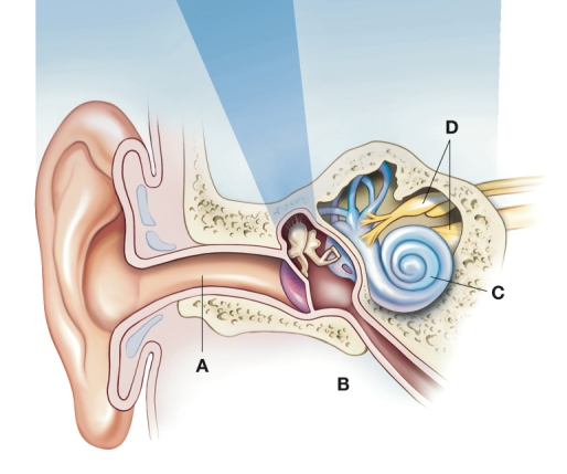 The nurse uses this picture to explain the location of a patient's middle ear infection. The nurse would indicate which area?   A)  A B)  B C)  C D)  D