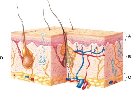 The nurse is teaching a patient about how skin recovers after burns. The nurse would identify which area as the level in which transmission of the itch sensation occurs? A) A B) B C) C D) D