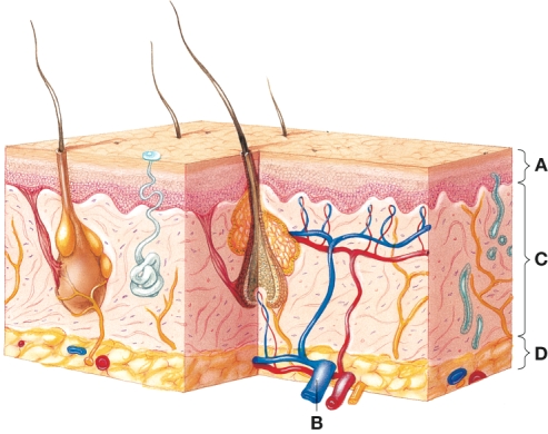 The nurse is teaching a health promotion session about sunburn prevention. Using this diagram, the nurse identifies which area as being the general depth of sunburn? A) A B) B C) C D) D