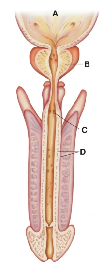 The nurse is teaching a patient about his diagnosis of benign prostatic hyperplasia (BPH) . The nurse would point to which spot on this diagram to show the patient the relationship of his prostate to the urethra?   A)  A B)  B C)  C D)  D