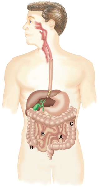 The nurse is explaining the action of the gastrointestinal tract to a patient who has chronic constipation. The nurse would explain that which area is where the majority of water is absorbed from the stool mass?   A)  A B)  B C)  C D)  D