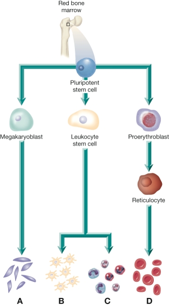 The nurse is using this diagram to explain why the patient is receiving a drug that modifies hematopoiesis. Mark the cells that would be increased by administering oprelvekin (Neumega) .   A)  A B)  B C)  C D)  D