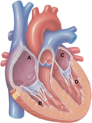 A patient is receiving a coagulation modifier to prevent a thromboembolic event. The nurse teaching the patient about his disease is using this figure. Indicate the point of origin of a thrombus that would cause a pulmonary embolism.   A)  A B)  B C)  C D)  D