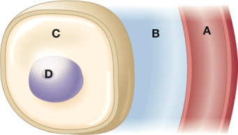 In order to explain the importance of hydration, the nurse shows this diagram to a group of high school athletes. The nurse would indicate that which fluid component holds fluid composing 40% of total body weight?   A)  A B)  B C)  C D)  D