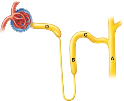 A nurse is using this diagram to teach a patient about the action of his newly prescribed spironolactone (Aldactone) . The nurse would point to which area as the site of action of this drug? A) A B) B C) C D) D