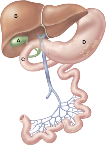 The nurse is providing medication education to a client who was just prescribed ezetimibe (Zetia) . Where, on this figure, would the nurse indicate the medication has its effect?   A)  A B)  B C)  C D)  D