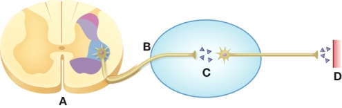 Mark the site of the ganglionic synapse on this diagram.   A)  A B)  B C)  C D)  D