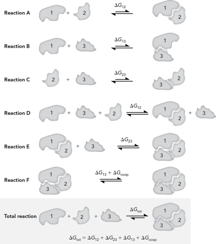 Using the figure below, explain how cooperativity works.   