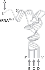 Where would an amino acid be attached to the tRNA below?   A)  A B)  B C)  C D)  D