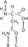 What region of the amino acid below would become covalently attached to a tRNA?   A)  A B)  B C)  C D)  D