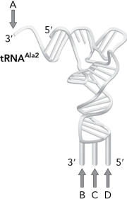 Which base location in the figure below is LEAST discriminating in the bases that it can pair with as described by the wobble hypothesis?   A)  A B)  B C)  C D)  D