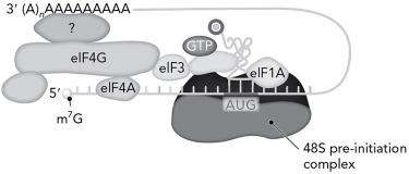 What is the identity of the protein labeled with the question mark in the eukaryotic preinitiation complex shown below?   A)  PABP B)  eIF5B C)  eIF4E D)  eIF2