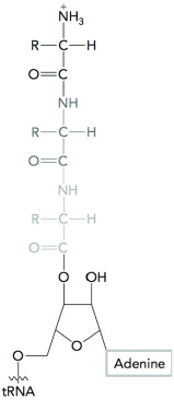 Where might the molecule shown below be located in both the prokaryotic and eukaryotic ribosome?   A)  A site B)  E site C)  40S complex D)  70S complex