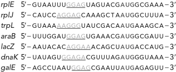 Below are examples of sequences from seven different E. coli genes. The underlined sequences are known as sequences and the bolded AUG sequences are known as the codon.   A)  Shine-Dalgarno; start B)  Shine-Dalgarno; S C)  initiation factor; start D)  initiation factor; S