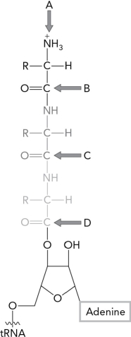 In the image below, which group will be attacked by the nucleophilic amino group of the next amino acid brought into the ribosome?   A)  A B)  B C)  C D)  D