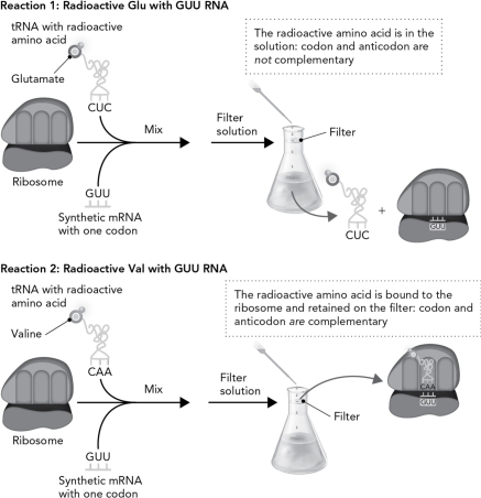 Nirenberg and Leder completed the experiment illustrated below. If the tRNA used had an anticodon that recognizes UAA and the mRNA added contained repeats of UAA, what would be the expected result? Would the membrane contain any radioactivity, and if so, which amino acid would be retained on the membrane?   