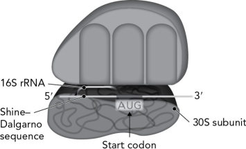 Does the figure below represent a prokaryotic or eukaryotic translation system? Describe the clues used to form a decision.   