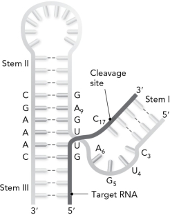 The following is referred to as the ribozyme.   A)  stem-loop B)  hairpin C)  hammerhead D)  cloverleaf