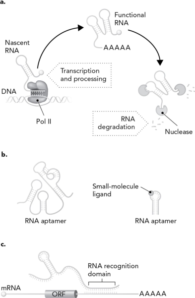 Using the picture below, describe the three ways that RNA is a highly dynamic biomolecule.   
