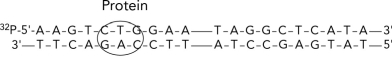 Draw a picture of the gel electrophoresis results after DNA footprinting experiments on the following DNA strand.   