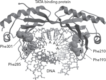 The picture below shows the TATA binding protein. What is its role?   