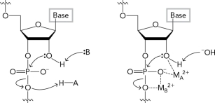 Name the types of catalysis in ribozymes illustrated in the two figures below.   
