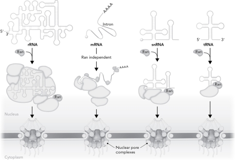 Describe what is depicted in the figure below and explain the role of Ras-related nuclear protein (Ran).   