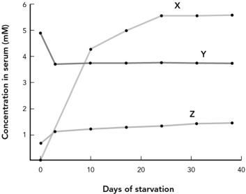 The graph below shows the relative changes in concentration of glucose, fatty acids, and ketone bodies during 40 days of starvation. Choose the answer that correctly labels the data on the graph.   A)  X = fatty acids; Y = glucose; Z = ketone bodies B)  X = glucose; Y = fatty acids; Z = ketone bodies C)  X = ketone bodies; Y = glucose; Z = fatty acids D)  X = ketone bodies; Y = fatty acids; Z = glucose