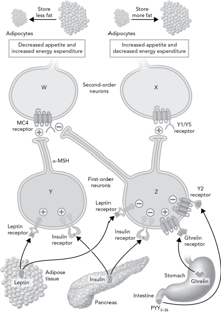 Modify the schematic below by properly labeling the four neurons (W, X, Y, and Z) .   A)  W = orexigenic; X = anorexigenic; Y = POMC; Z = NPY/AGRP B)  W = anorexigenic; X = orexigenic; Y = NPY/AGRP; Z = POMC C)  W = anorexigenic; X = orexigenic; Y = POMC; Z = NPY/AGRP D)  W = anorexigenic; X = orexigenic; Y = NPY/AGRP; Z = POMc