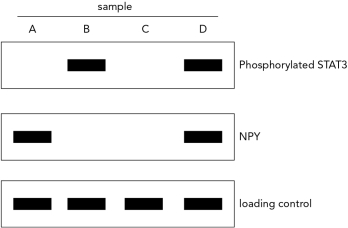 This is a Western blot of wild-type neurons after exposure to leptin. Choose the sample (A, B, C, or D) that represents the expected data for POMC neurons and explain the reason for your choice.   