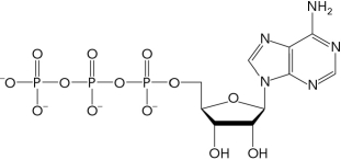 The molecule below is a precursor to the formation of which of the following second messengers?   A)  ADP B)  cAMP C)  NAD<sup>+</sup> D)  PKA