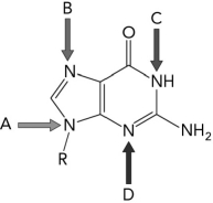 Which nitrogen originates from aspartate?   A)  A B)  B C)  C D)  D