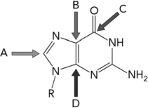 If HCO<sub>3</sub><sup>- </sup>that is radioactively labeled with <sup>13</sup>C is available, which carbon atom in the molecule below would ultimately be expected to be radioactive?   A)  A B)  B C)  C D)  D