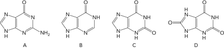 Which of the following is an intermediate in the conversion of AMP to uric acid but NOT an intermediate in the conversion of GMP to uric acid?   A)  A B)  B C)  C D)  D