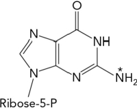 If GMP radiolabeled at the nitrogen atom indicated by the * were metabolized to uric acid, which of the following molecules along the pathway would also be radioactive?   A)  uric acid B)  guanine C)  NH<sub>4</sub><sup>+</sup> D)  xanthine