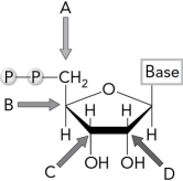 Identify the carbon atom that is attacked by Cys439 in the first step of the E. coli ribonucleotide reductase mechanism.   A)  A B)  B C)  C D)  D