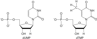 What is the name of the enzyme that catalyzes the methylation of dUMP to generate dTMP? Describe the mechanism of the enzyme and include the coenzyme requirement.   