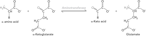  What would the products be for the reaction below?   A)    \alpha -keto acid and glutamate  B)   oxaloacetate and glutamate  C)   pyruvate and glutamate  D)   histidine and glutamate  