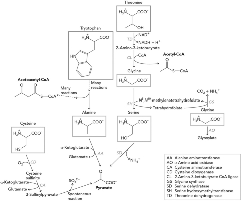 Using the figure below, determine which of the following is NOT a final product from group 1 amino acid degradation.   A)  glycine B)  pyruvate C)  acetoacetyl-CoA D)  acetyl-CoA